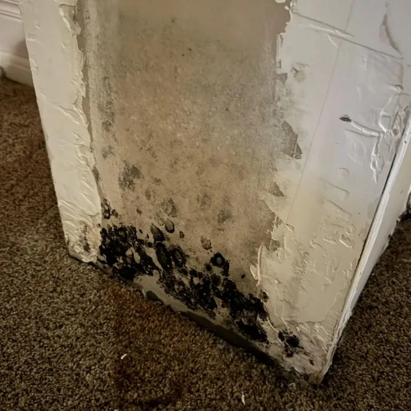 Professional Mold Removal in Seymour, TN
